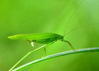 The Tasty Treats of Yen Bai: A Culinary Adventure with a Local Twist.