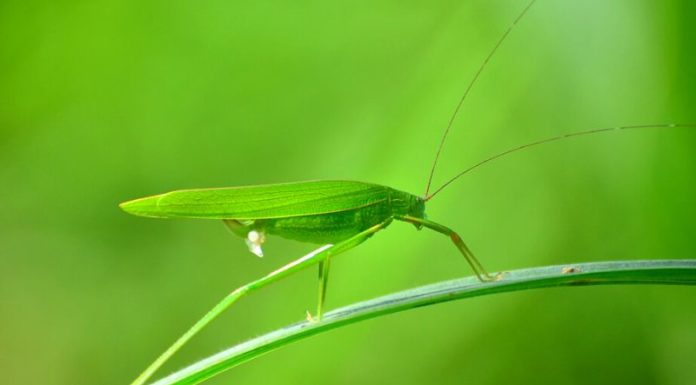 The Tasty Treats of Yen Bai: A Culinary Adventure with a Local Twist.
