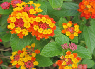 The Miracle of the Shrimp Tree (Pentas lanceolata): Unveiling its Significance, Beauty, and Easy Home Gardening Methods