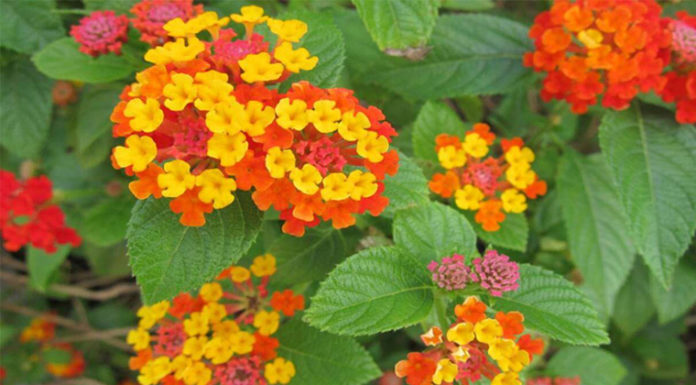 The Miracle of the Shrimp Tree (Pentas lanceolata): Unveiling its Significance, Beauty, and Easy Home Gardening Methods