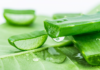 The Miracle of Aloe Vera: Achieving Luscious, Vibrant Locks
