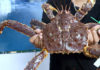 What is the Price of Alaskan King Crab? Where to Buy and How to Cook Them Deliciously?