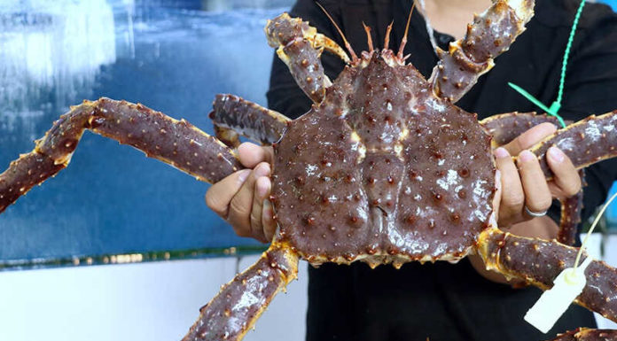 What is the Price of Alaskan King Crab? Where to Buy and How to Cook Them Deliciously?