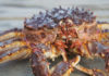 What are Emperor Crabs? How to Easily Distinguish Between Emperor Crabs and Yellow Emperor Crabs.
