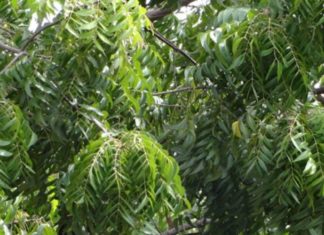 The King of Fruits: A Cure-All Unlike Any Other