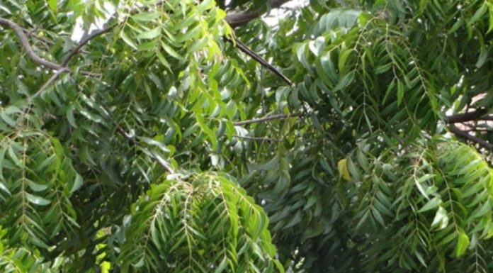 The King of Fruits: A Cure-All Unlike Any Other