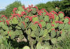 The Magic of Rabbit Ear Cactus: Unveiling the Secrets to Grow and Care for Stunning Blooms