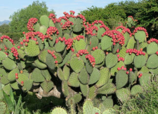 The Magic of Rabbit Ear Cactus: Unveiling the Secrets to Grow and Care for Stunning Blooms
