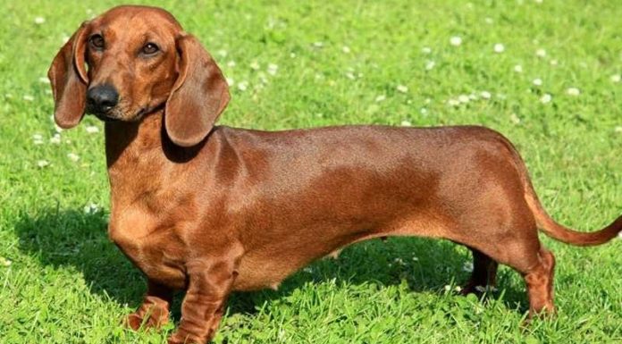 The Ultimate Guide to Sausage Dogs: Understanding Their Unique Traits, Origins, Care, and Cost