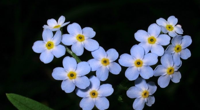 Blue Hydrangea: Unveiling the Beauty, Meaning and Care of this Captivating Bloom
