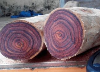 The Mystical Red Suede Tree: Unveiling its Significance, Captivating Beauty, and the Art of Cultivation for Home Gardens