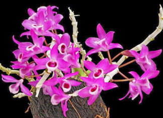 The Enchanting Purple Vanda: Unveiling the Secrets of this Majestic Orchid’s Care and Cultivation