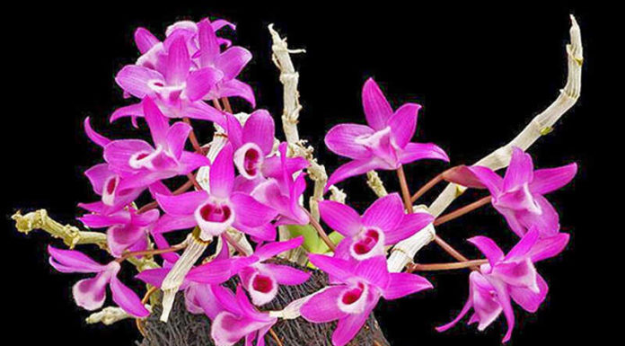 The Enchanting Purple Vanda: Unveiling the Secrets of this Majestic Orchid’s Care and Cultivation