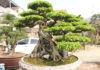 The Art of Bonsai: A Guide to Mastery.