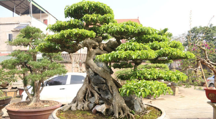 The Art of Bonsai: A Guide to Mastery.