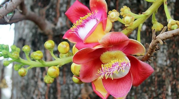 The Magnificent Sala Tree: Unveiling its Significance, Beauty, and Cultivation Secrets