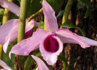 The Magic of Purple Vanda Orchids: A Guide to Growing and Caring for these Exotic Flowers