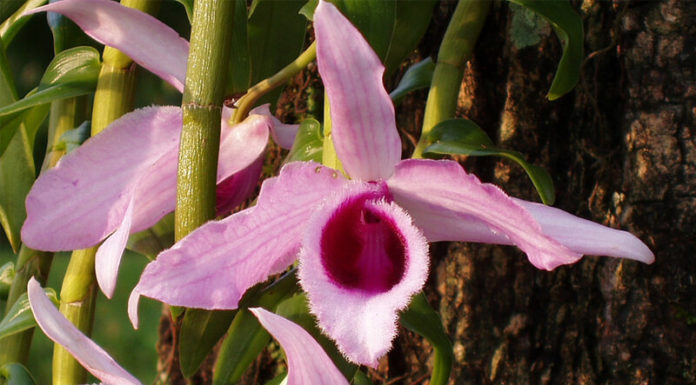 The Magic of Purple Vanda Orchids: A Guide to Growing and Caring for these Exotic Flowers