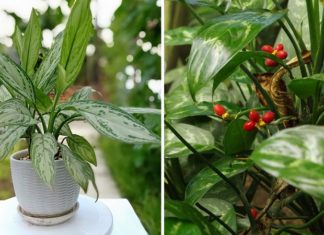 The Money Tree: Unlocking its Secrets, Significance and Care for Beginners.