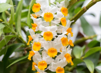 The Captivating World of Phalaenopsis Orchids: Unveiling Their Mystique, Cultivation, and Care