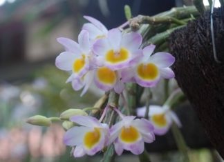The Magic of Longtu Orchid: Unveiling the Beauty, Benefits, and Significance.