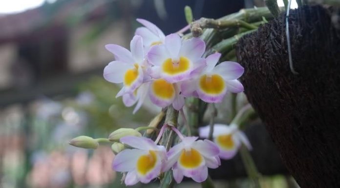 The Magic of Longtu Orchid: Unveiling the Beauty, Benefits, and Significance.
