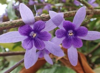 The Magic of Green Mai Trees: Unveiling the Secrets to Cultivate and Nurture Magnificent Blooms