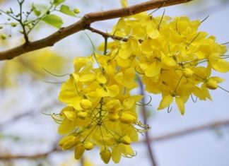 The Golden Scorpion Flower: Unveiling its Significance, Beauty, and Home Cultivation Techniques