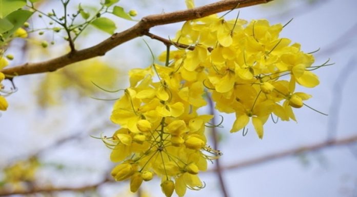 The Golden Scorpion Flower: Unveiling its Significance, Beauty, and Home Cultivation Techniques