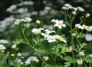 The Magic of Daisy Flowers: Unveiling the Secrets of Their Beauty, Cultivation, and Symbolic Significance