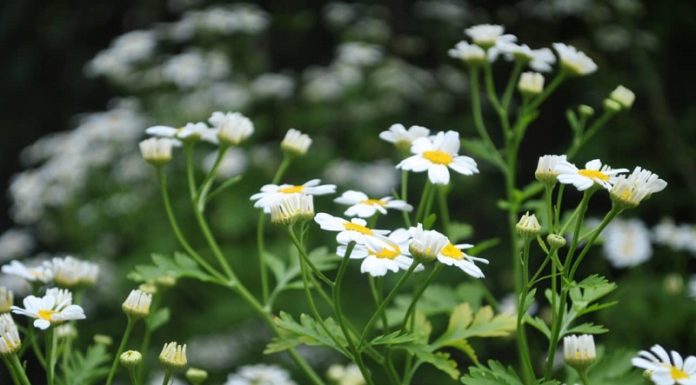 The Magic of Daisy Flowers: Unveiling the Secrets of Their Beauty, Cultivation, and Symbolic Significance