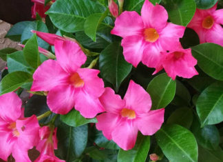 The Enchanting Rose: Unveiling the Secrets of its Beauty, Cultivation, and Feng Shui Significance