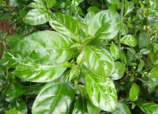 The Magic of the Money Tree: Unlocking its Secrets, Symbolism and How to Grow your Own Fortune.