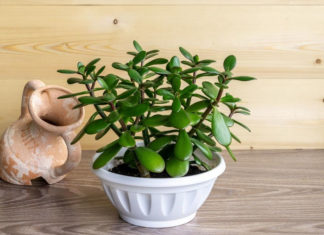The Intriguing Qualities, Origins, and Significance of Jade Plants