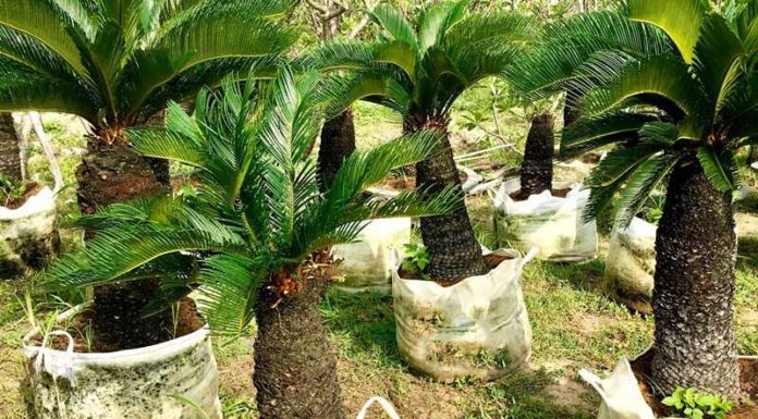 The Blooming of the Agave Plant: A Natural Wonder and its Significance