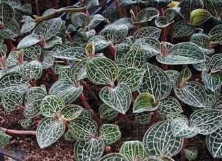 The Magic of Kim Tuyen Orchids: Unveiling the Secrets of this Precious Medicinal Plant and its Cultivation