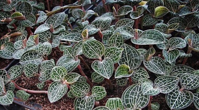 The Magic of Kim Tuyen Orchids: Unveiling the Secrets of this Precious Medicinal Plant and its Cultivation