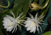 The Magic of Epiphyllum: Unveiling the Secrets of this Night-Blooming Wonder