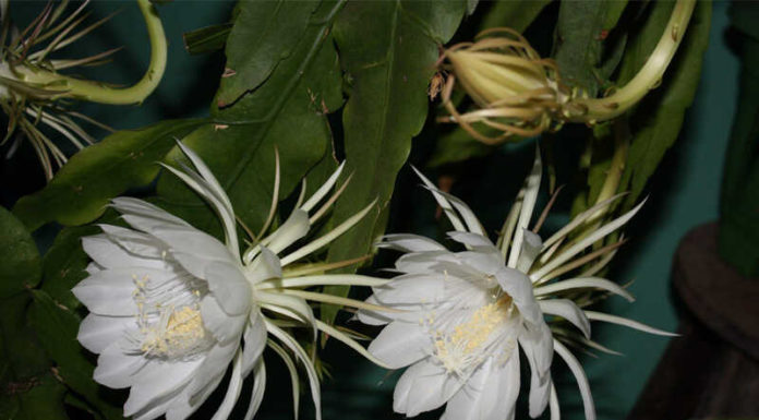 The Magic of Epiphyllum: Unveiling the Secrets of this Night-Blooming Wonder