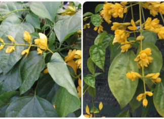 The Magic of Dendrobium: Unveiling the Secrets of the Golden Shower Orchid and Its Captivating Beauty.