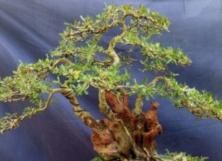 The Magic of the Balsam Fir: Unlocking the Secrets of this Majestic Tree.