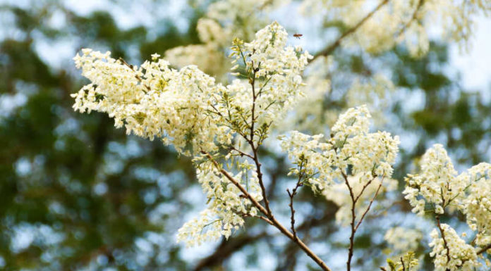 The Beauty and Significance of the White Millettia Flowers