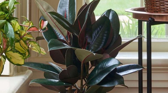 The Intriguing Red-Budded Banyan: Unveiling the Unique Traits, Significance, and Versatile Uses