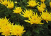 The Marvels of Golden Chrysanthemums: Unveiling the Beauty, Significance, and Practical Uses of These Sunny Blooms