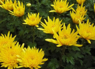 The Marvels of Golden Chrysanthemums: Unveiling the Beauty, Significance, and Practical Uses of These Sunny Blooms