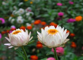 The Everlasting Allure of Immortal Blooms: Unlocking the Secrets of Their Eternal Beauty, Significance, and Care