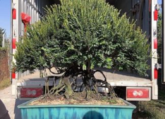 The Majestic Japanese Black Pine: Unveiling the Secrets of its Beauty, Significance and Care