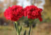 The Magic of Carnations: Unveiling the Beauty and Secrets of the ‘Flower of Love’