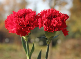 The Magic of Carnations: Unveiling the Beauty and Secrets of the ‘Flower of Love’
