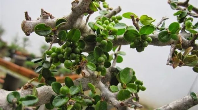 The Majesty of Mountain Spruce Trees: Captivating Characteristics, Cultural Significance, and Care Tips for these Enduring Evergreens